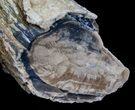 Unpolished Petrified Wood Limb - Blue Forest #6228-1